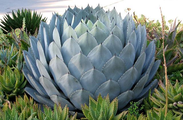 640px-California Cabbage Agave