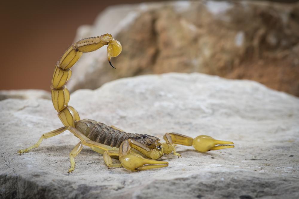 Buthus-occitanus-tr-stedomosk