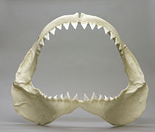 BC-095-Great-White-Jaw-r2-Lo