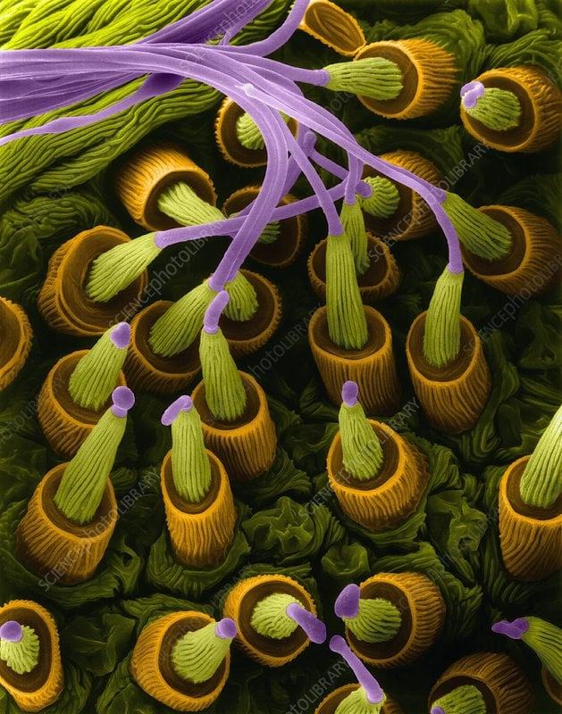 pavučina - produkce