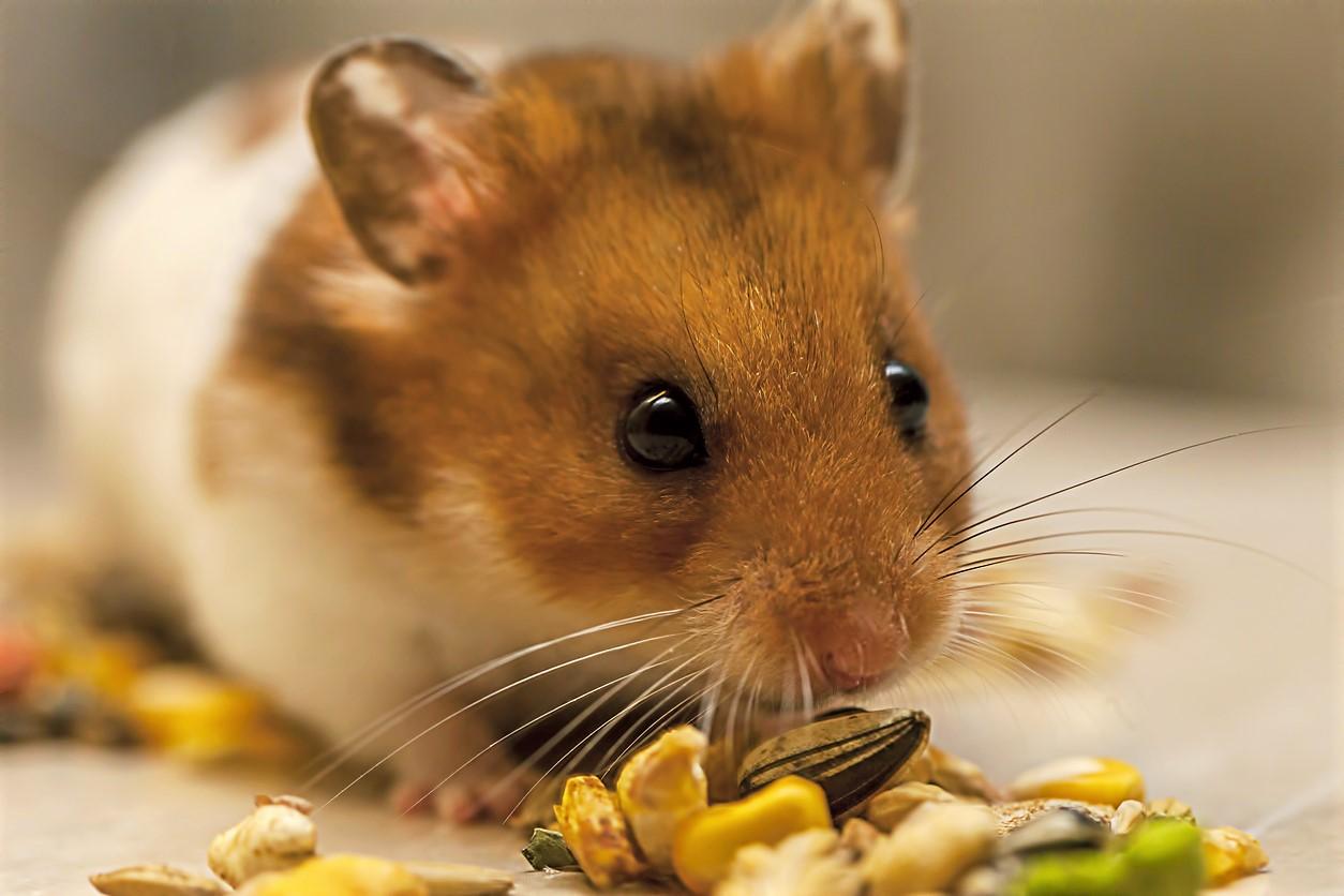 5311084-5 istock-496597043