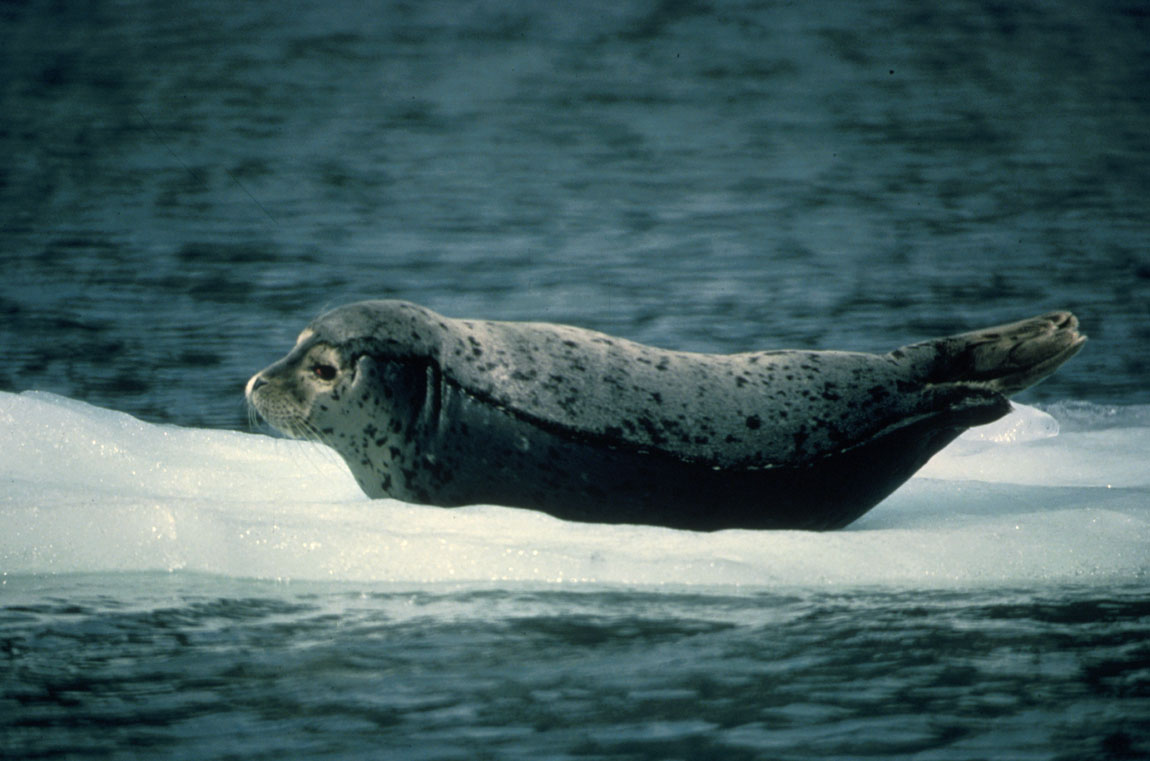 Harbour seal