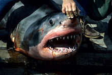 220px-Carcharodon carcharias caught by fisherman