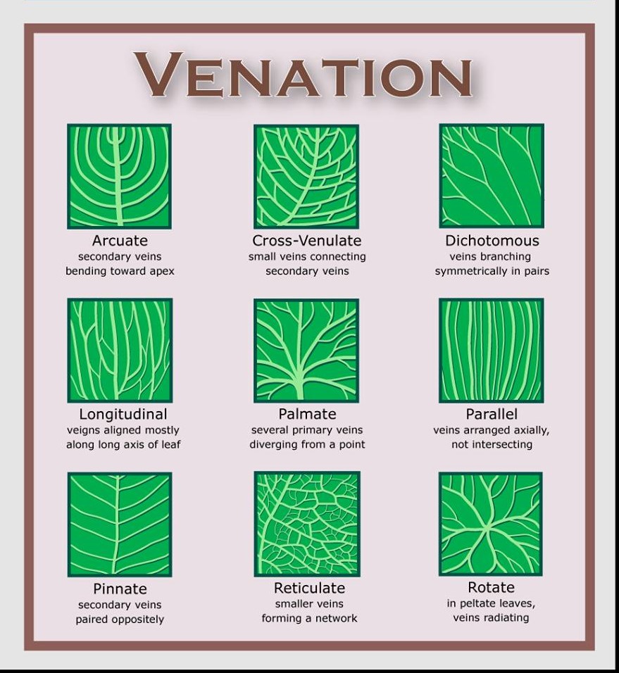 venation