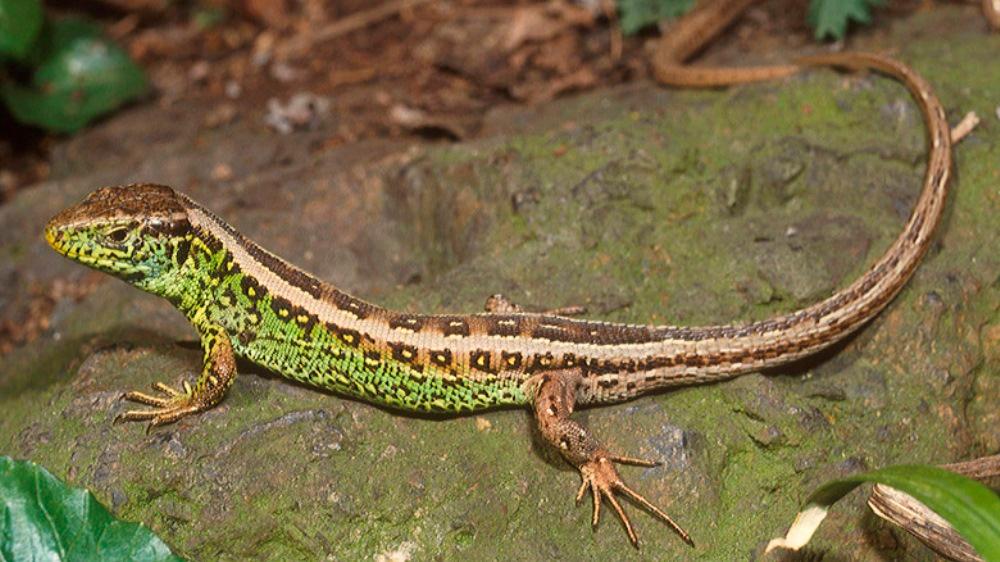 jesterka obecna- archiv zoo