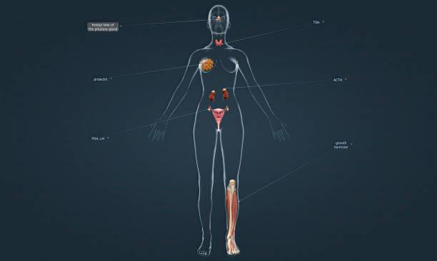 istockphoto-1453948120-612x612