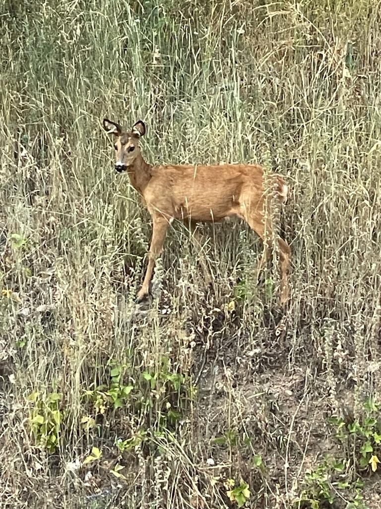 Obrázek WhatsApp, 2024-01-10 v 15.13.46 d0f01967