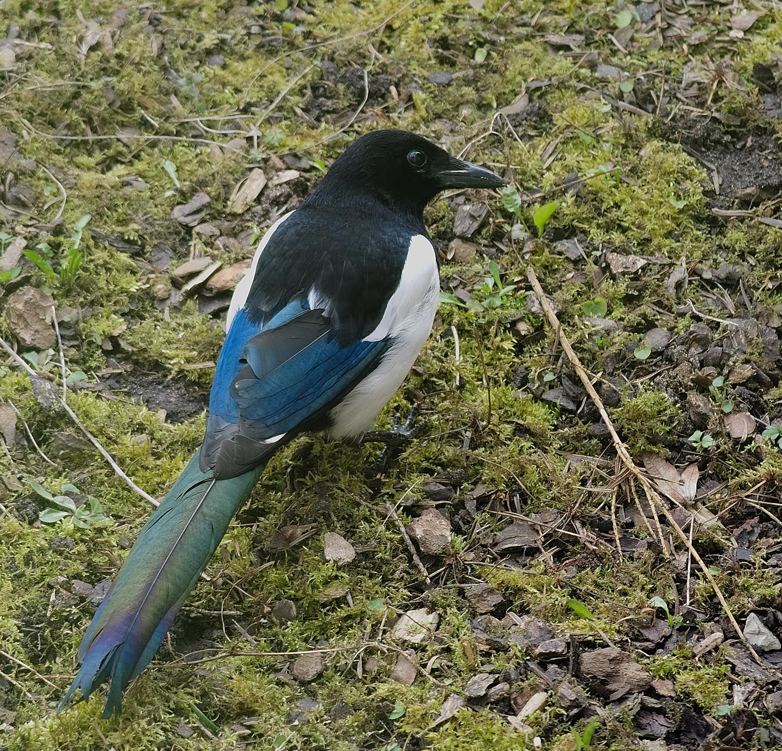 2013.03.24.-2-Mannheim Vogelstang-Elster