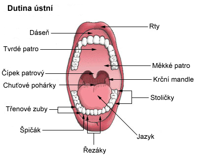 Dutina %C3%BAstn%C3%AD