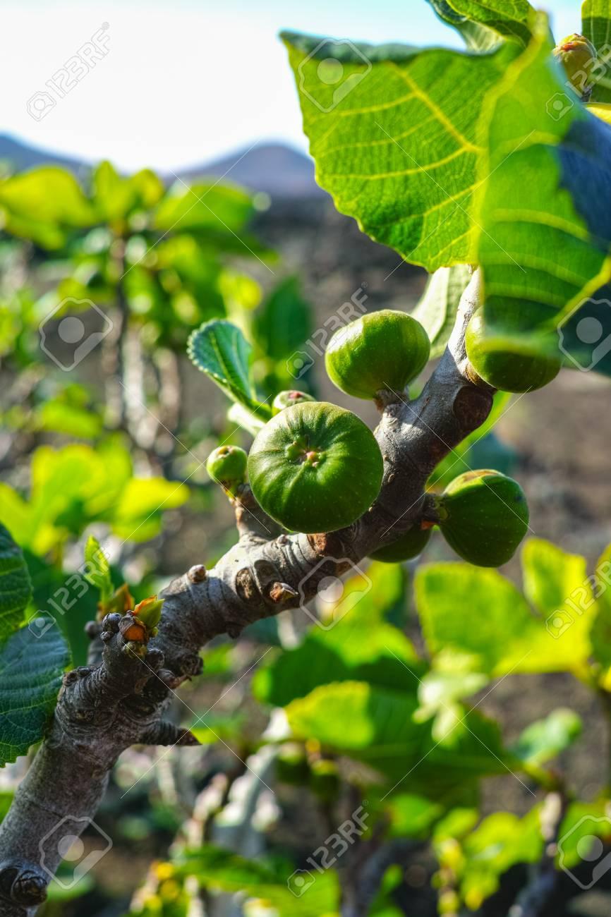 93526221-vegetation-on-lava-rocks-fig-fruits-riping-on-fig-tree-in-winter-timanfaya-national-park-lanzarote-c