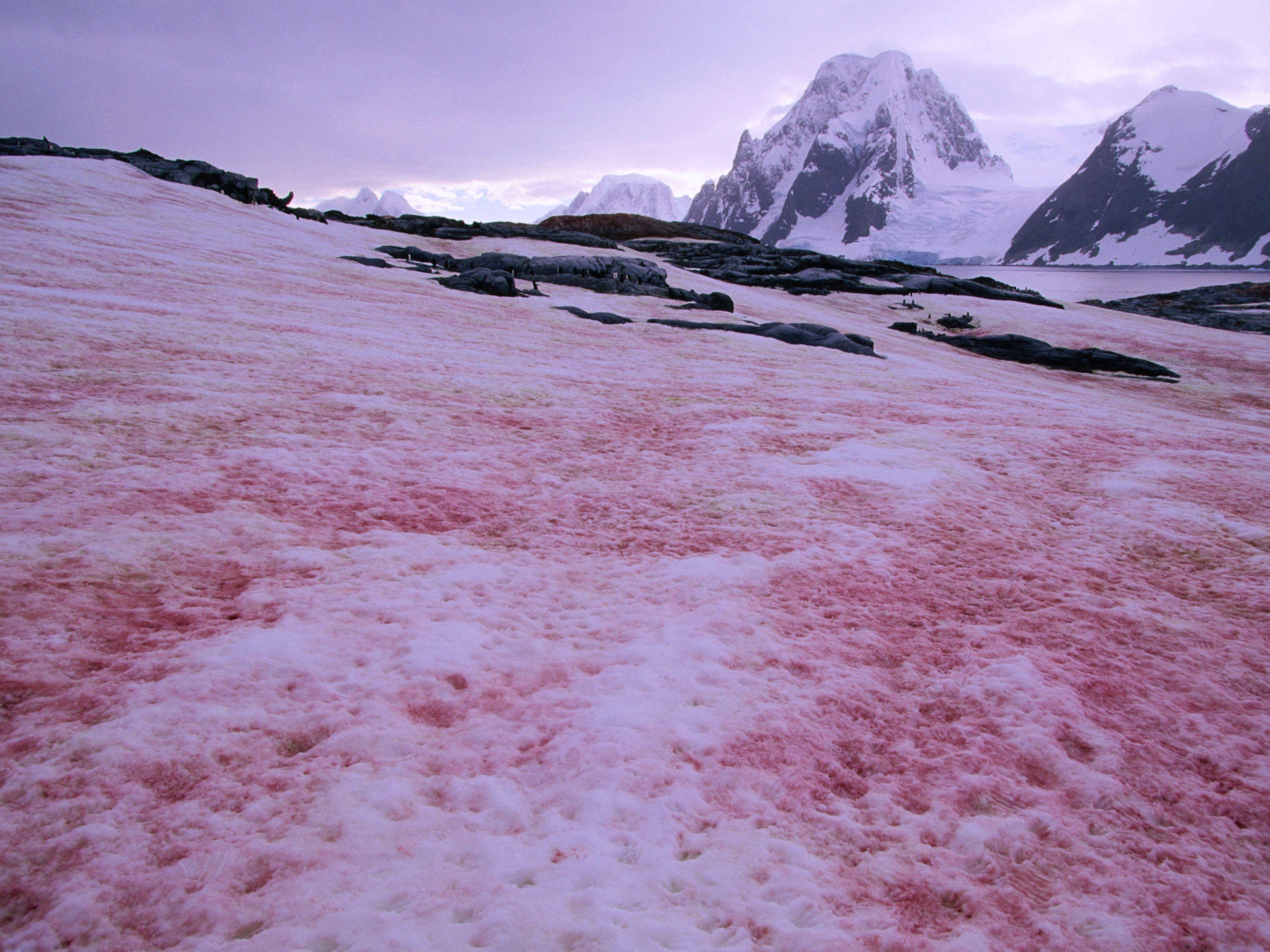 red-algae-on-snow-field-148545828-584d52433df78c491efd4496