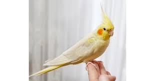 korela
