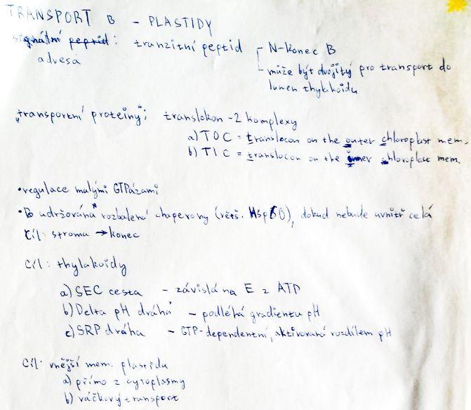 Transport bílkovin – plastidy
