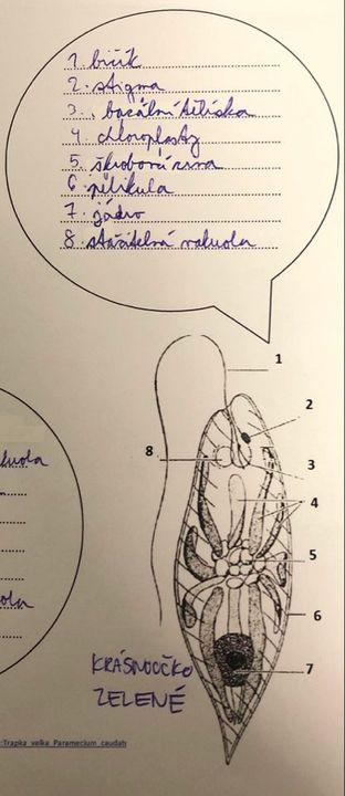 151184079 425946448679416 6474345746399006416 n