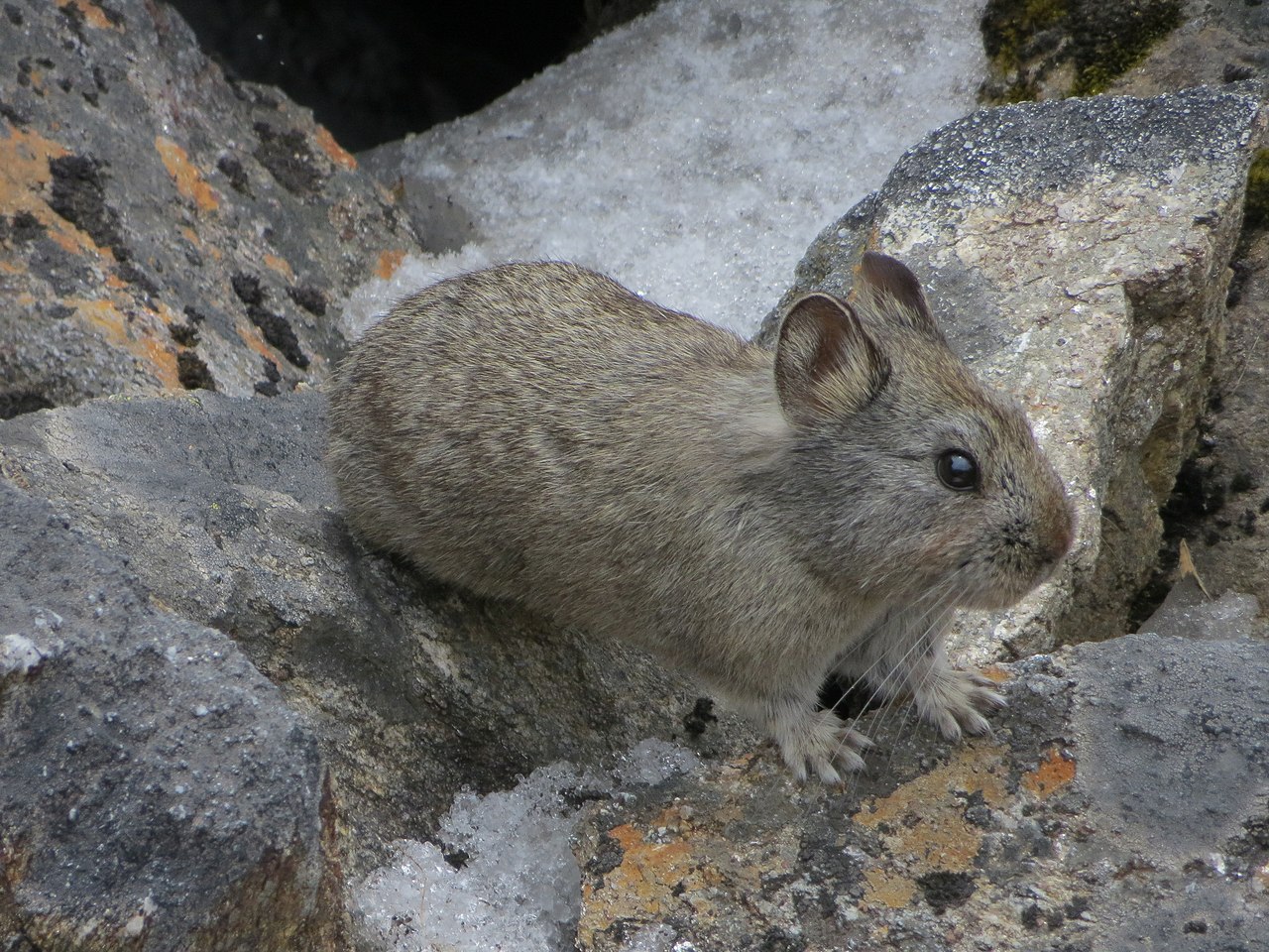 Himalayan Pika