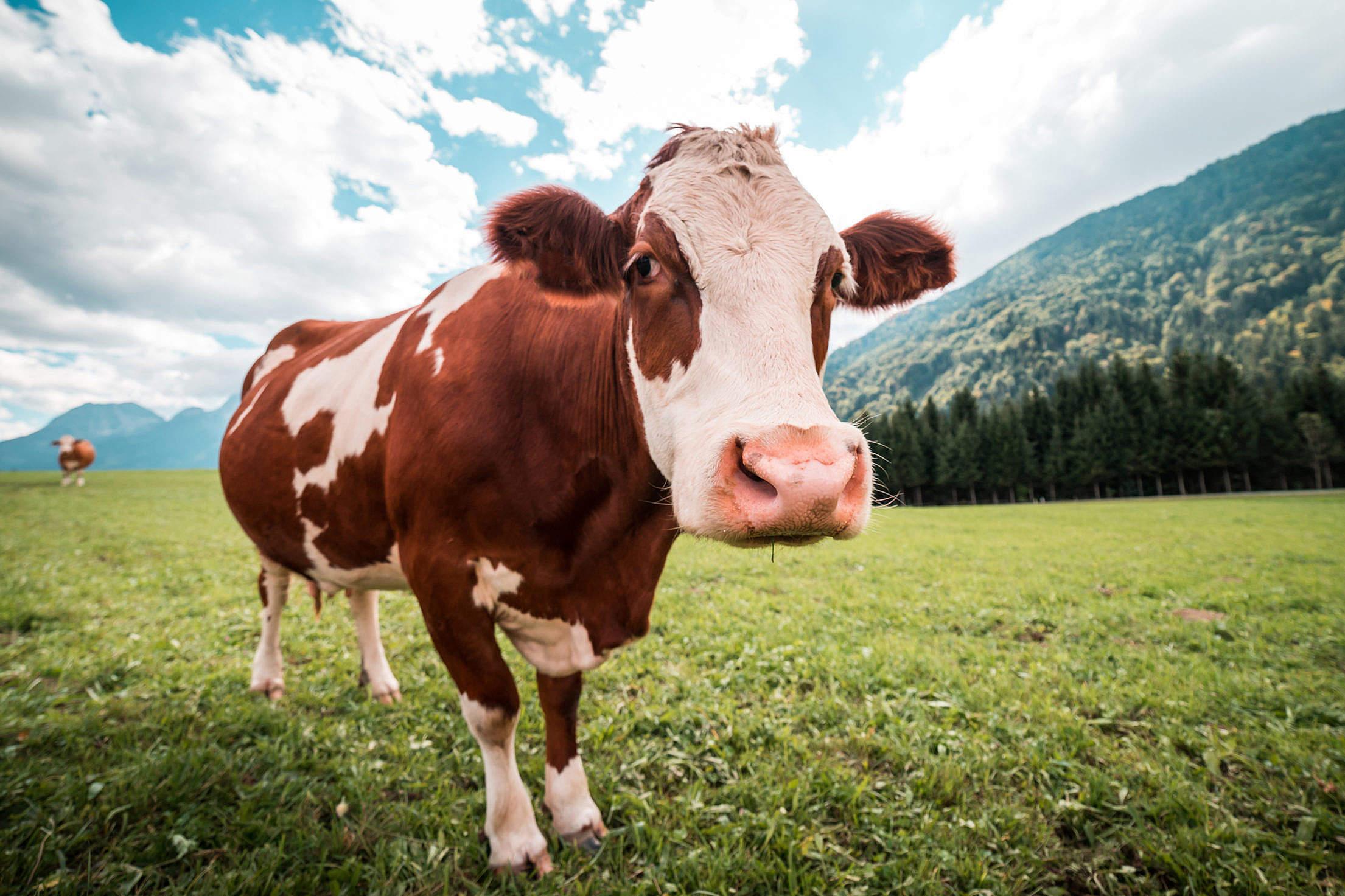 brown-and-white-cow-in-pasture free stock photos picjumbo DSC01984-2210x1473