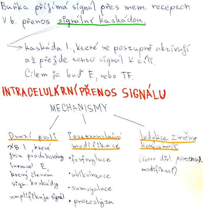 Intracelulární přenos 1