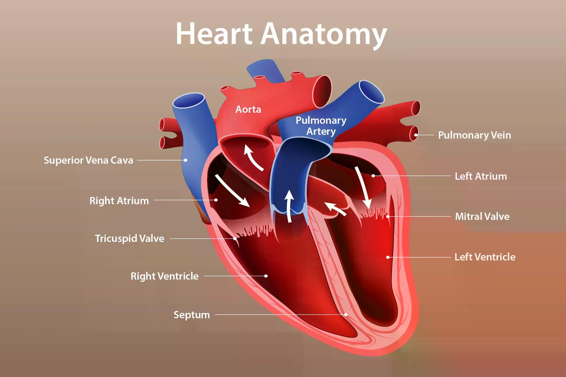 1800x1200 heart anatomy function and blood circulation bigbead