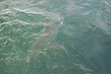 White Shark Cage Diving, Gansbaai (3217181021)