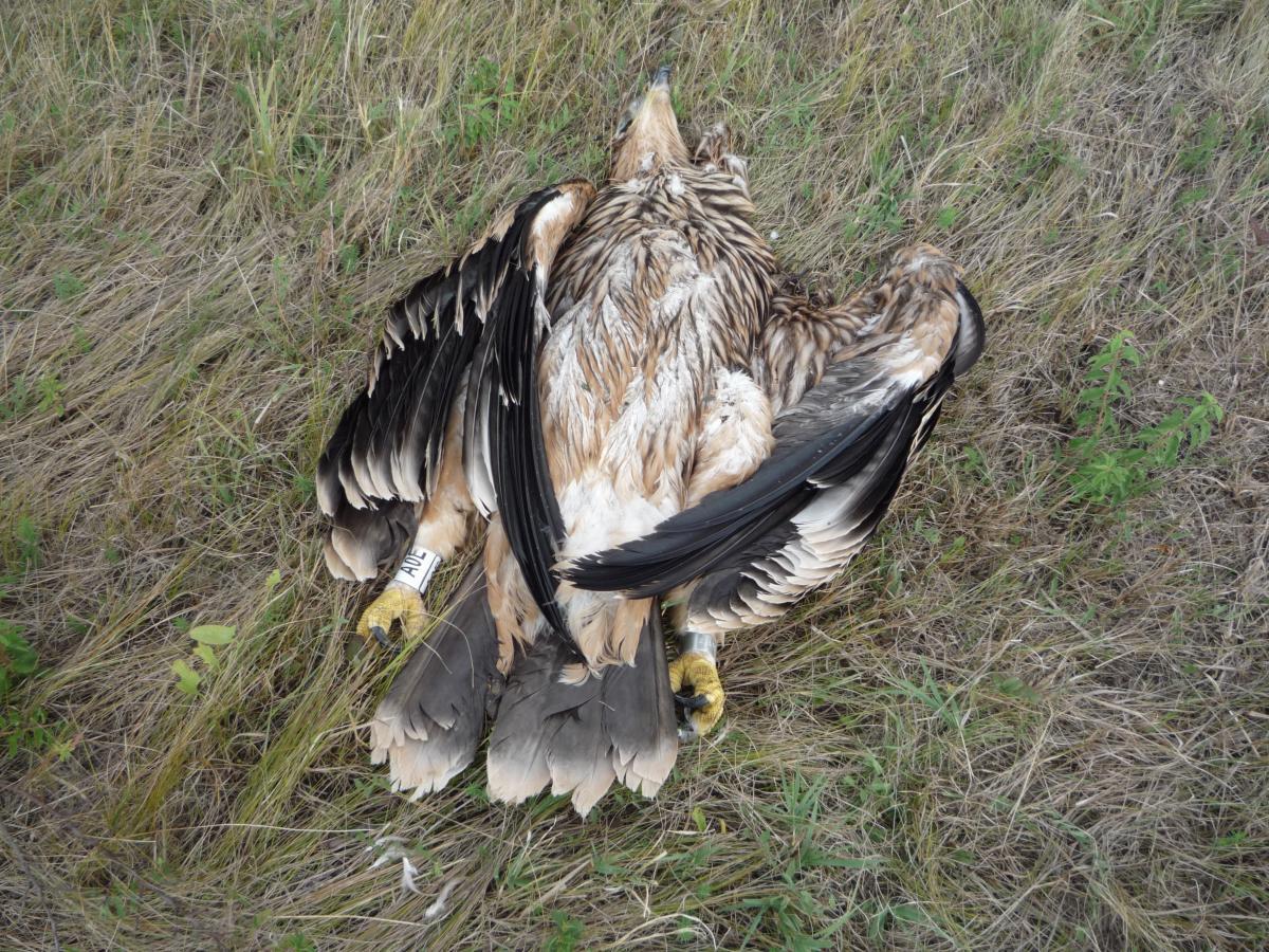 aramutott szaszberek 150803 fater 1