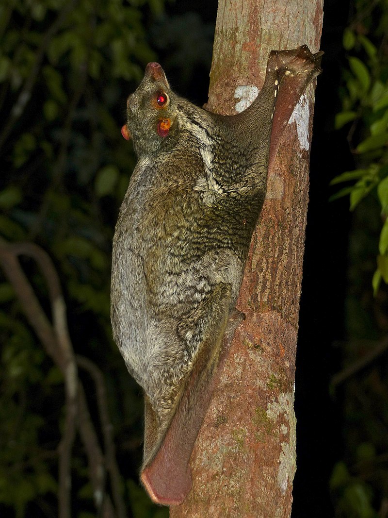 Sunda Flying Lemur (Galeopterus variegatus) (15503203089)