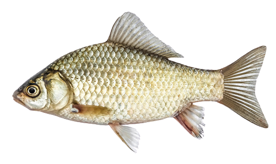 istockphoto-1037503798-170667a-removebg-preview