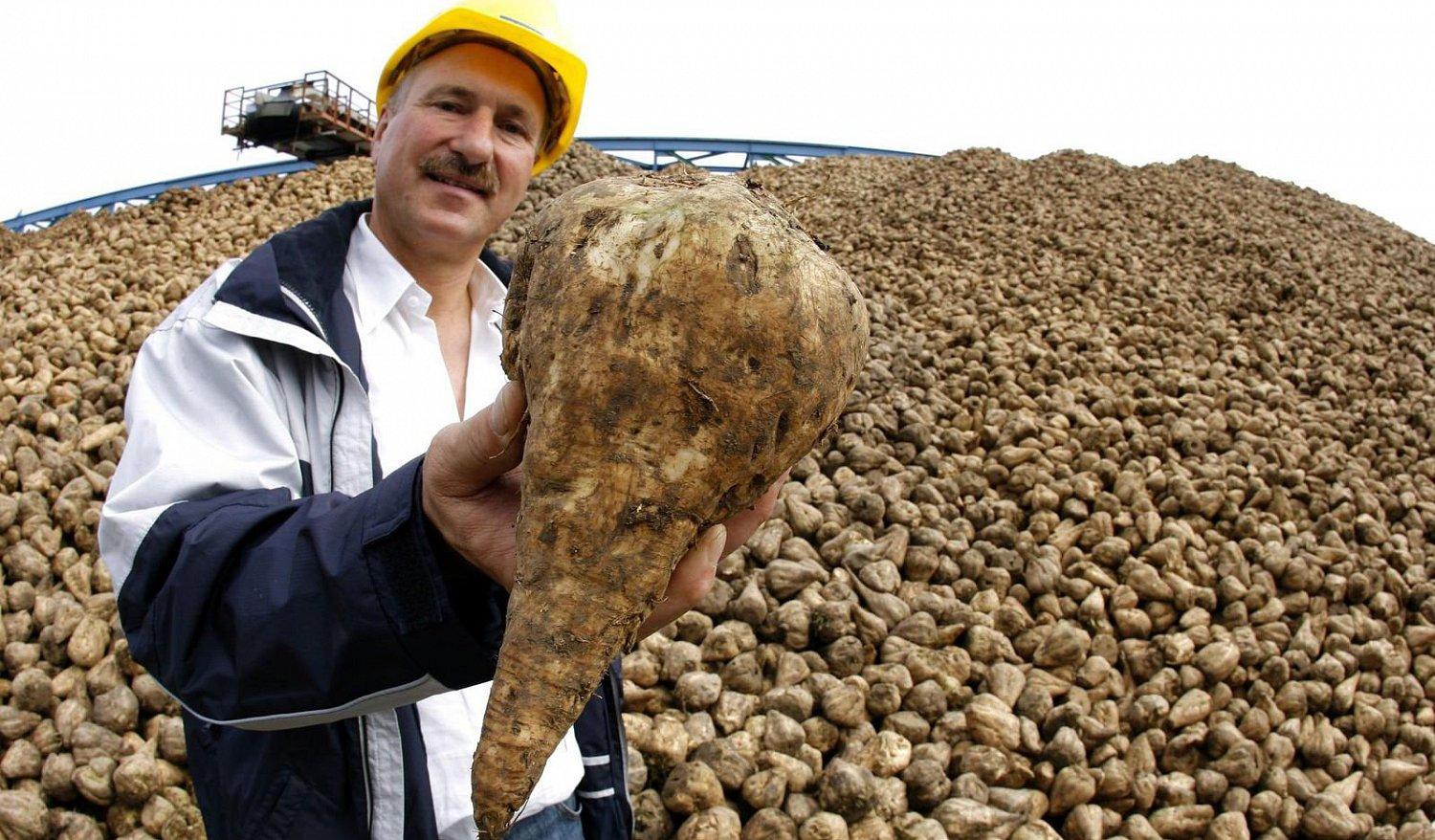 jak-se-vyrabi-cukr-1