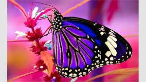 0a24dfd8-4764-4dd8-bd94-4d1cd25ddf1f