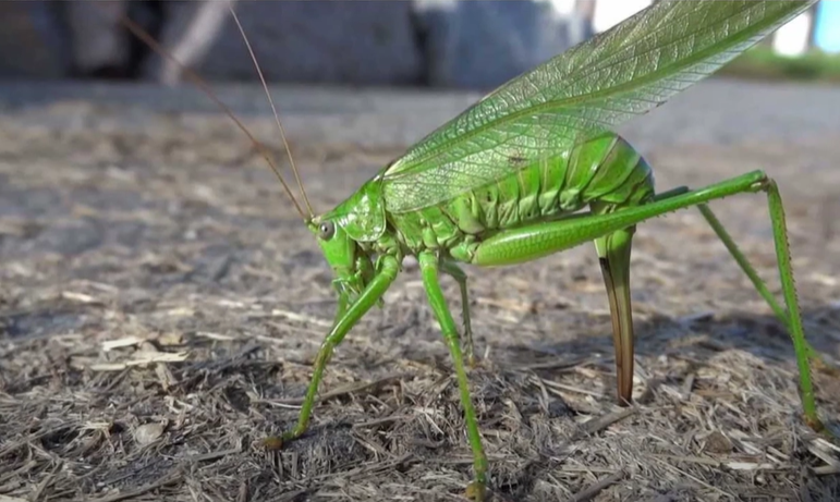 kobylka PN, vajíčka