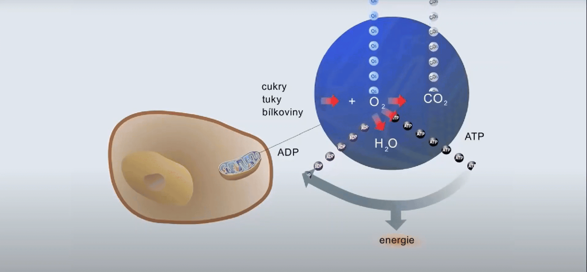 FB9918DA-0834-4AA6-82D6-0A52BA5DF7AC