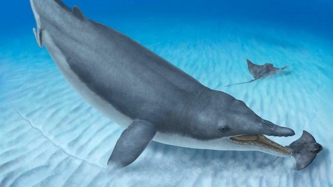 810378-mystacodon selenensis-novataxa 2017-lambert martinez-caceres bianucci celma salas-gismondi et-al paleoart-alberto gennari-base 16x9.jpg