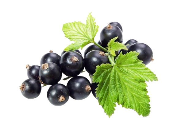 70353 cerny-rybiz-210g-pomazanka