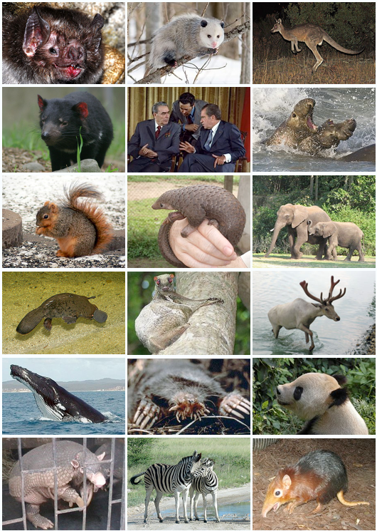 Mammal Diversity 2011