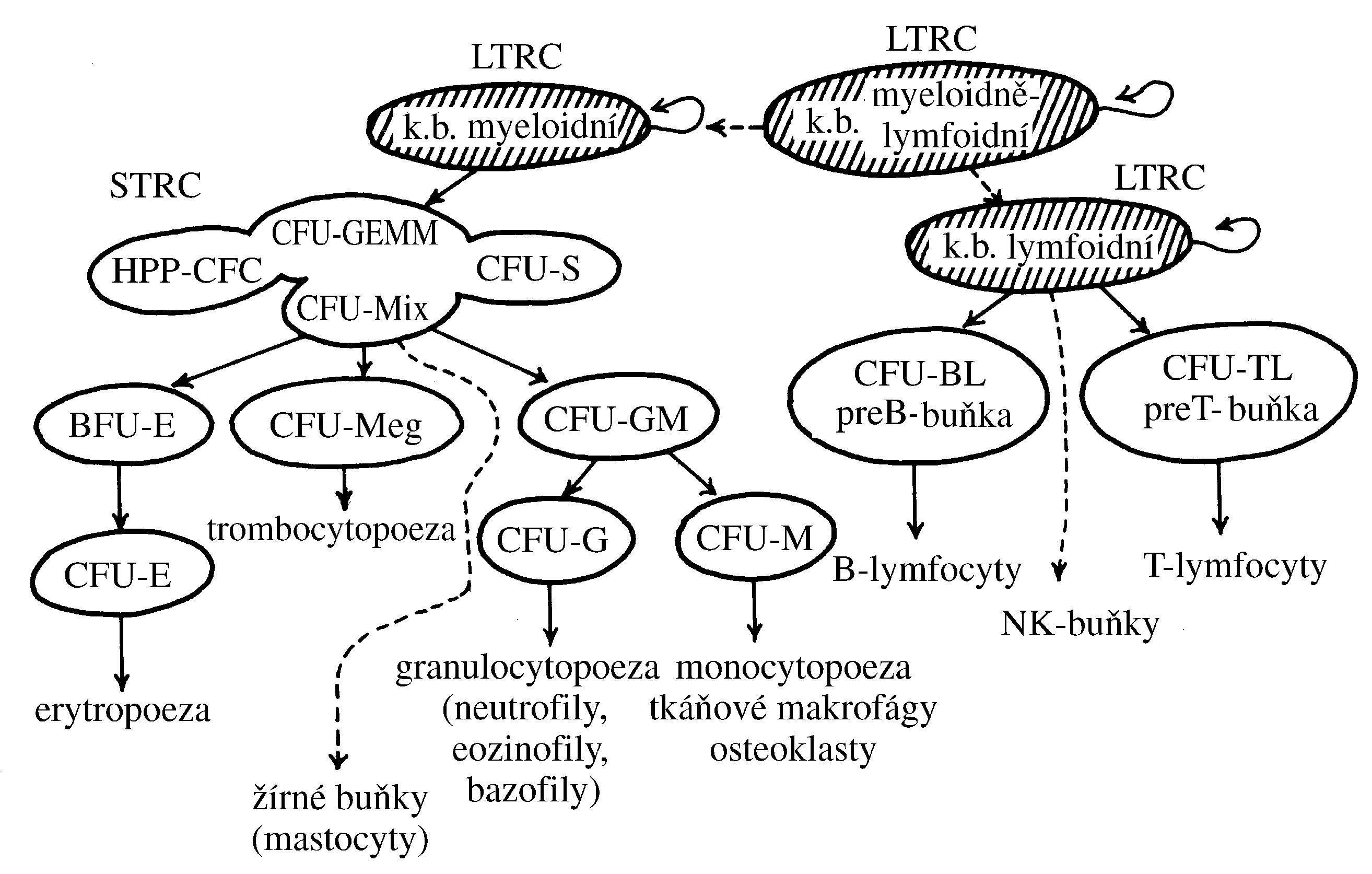 2021 Patologicka fyzio 1 Page 024 Image 0001
