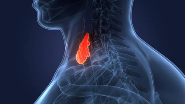 istockphoto-1355764532-612x612