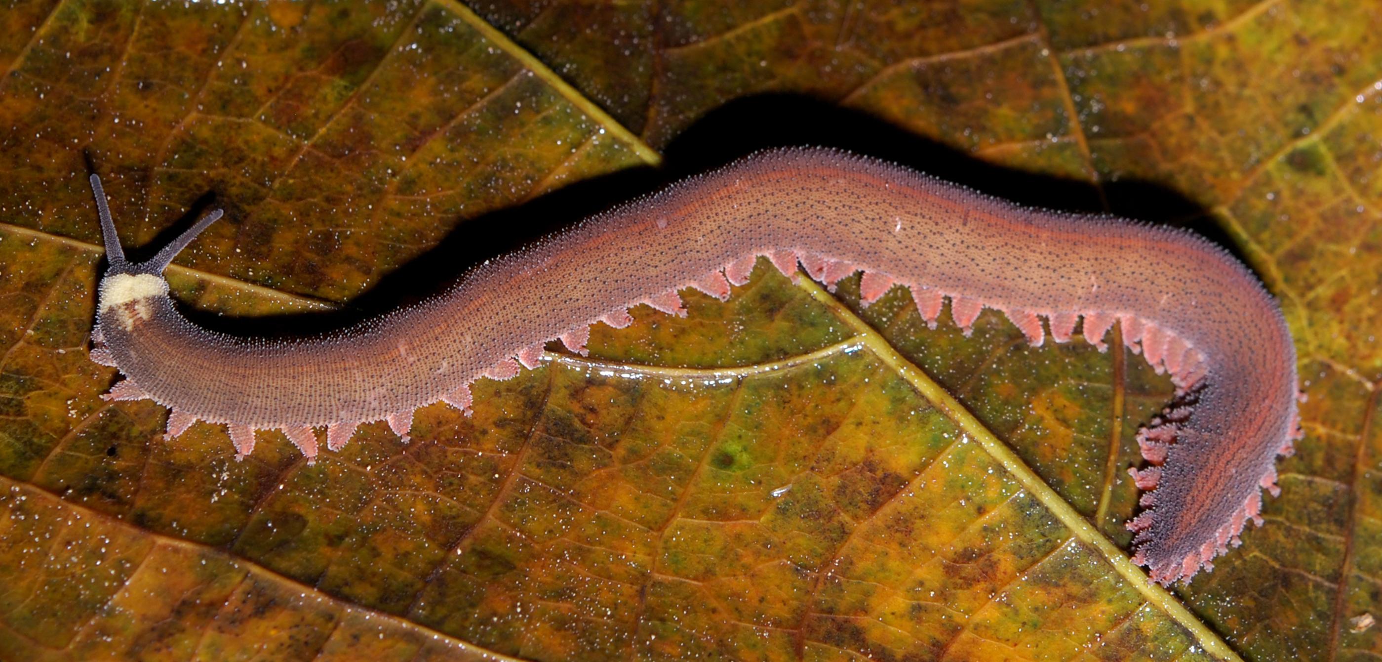 Velvet worm