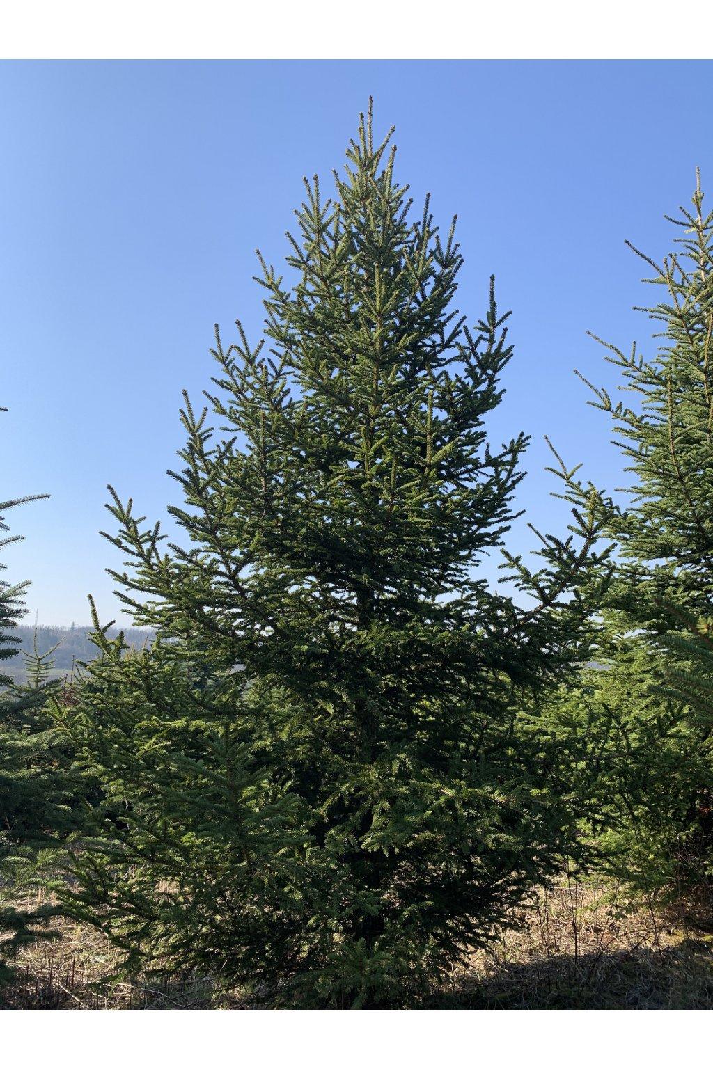 189 smrk-vychodni-picea-orientalis