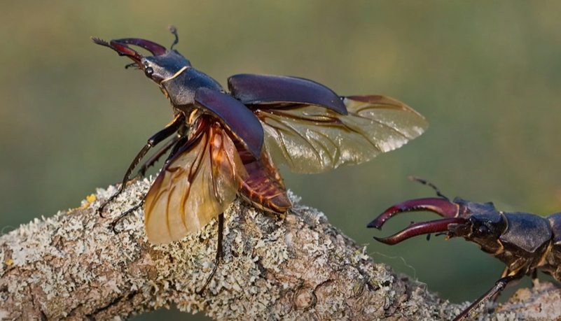 brouci - 1 pár přeměněn v krovky