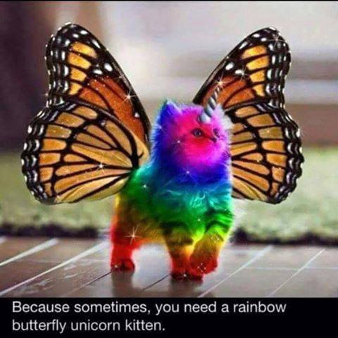 rainbow-butterfly-unicorn-kitten