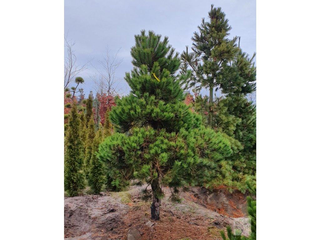 88040-4 pinus-nigra-5