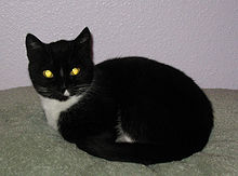 220px-Black and white housecat curled up