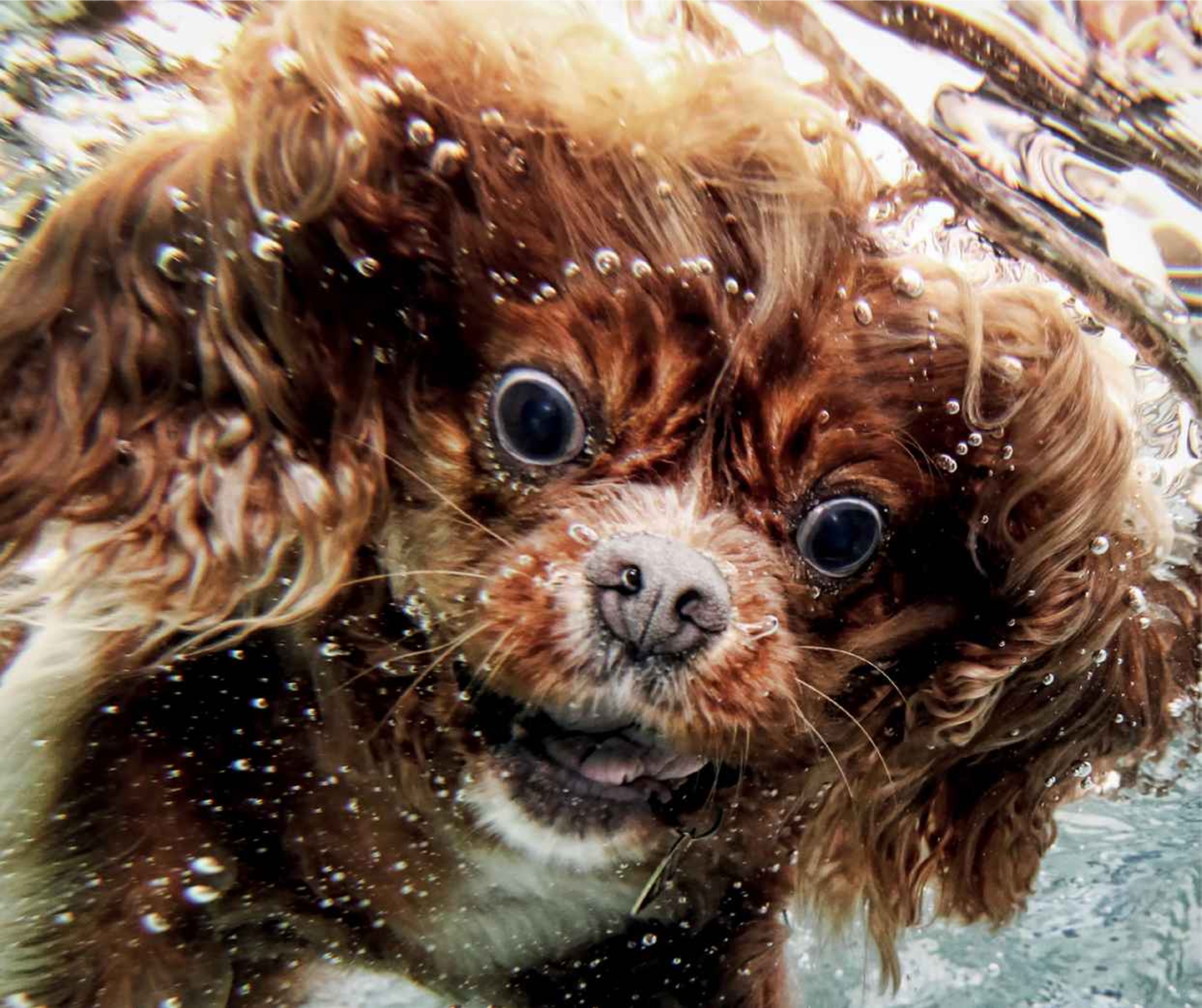 brown dog under water