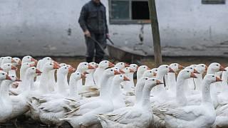 rohozna-husi-farma-husa-sv-martin-02 denik-320-16x9