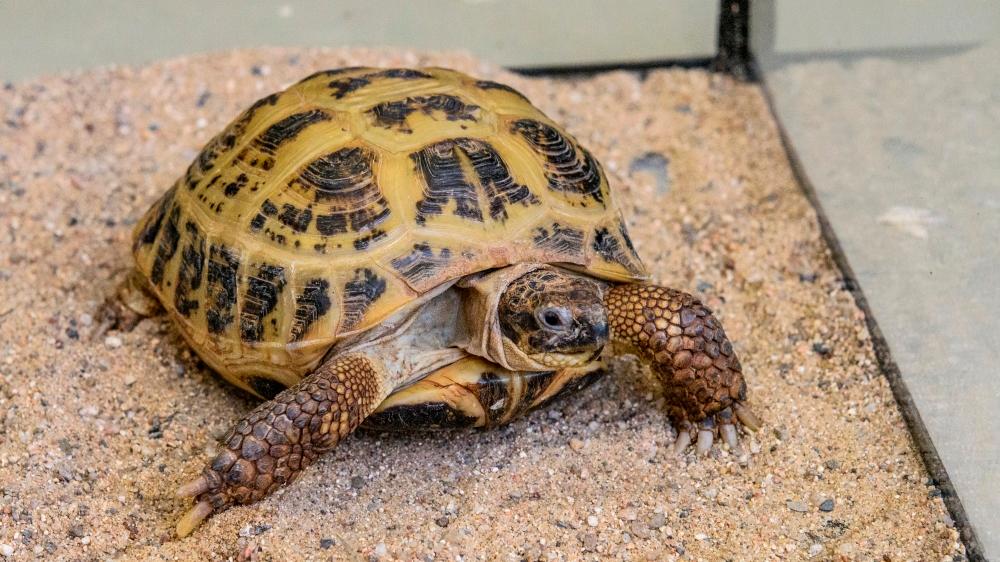 zelva stepni DSC 1192