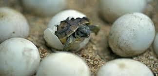 10a2d5c7-1f4b-49ef-b8e4-8bef23afda21