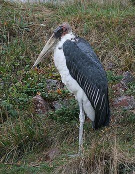 270px-Marabou Stork %28Leptoptilos crumeniferus%29 %280321%29 - Relic38