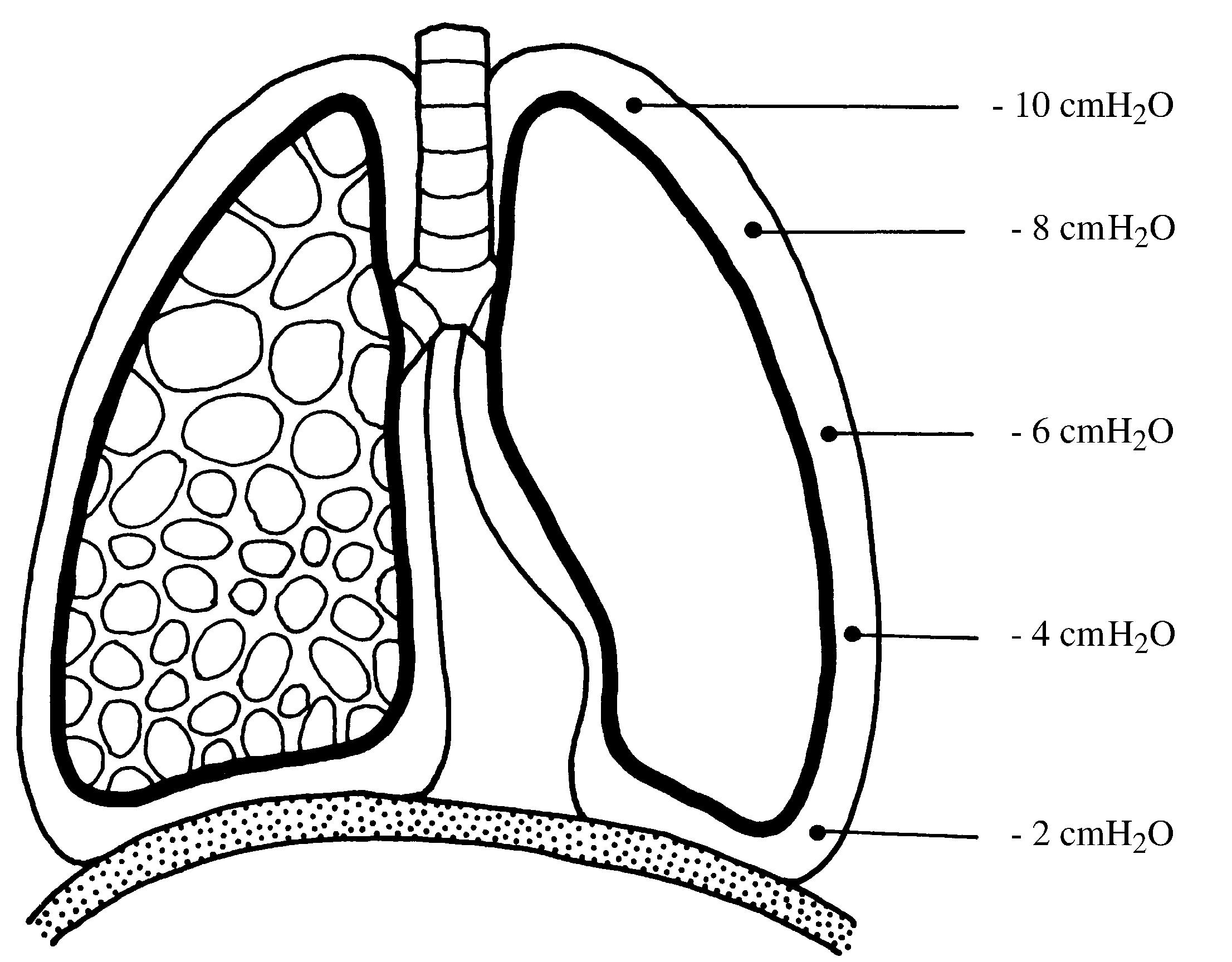 2021 Patologicka fyzio 1 Page 319 Image 0001