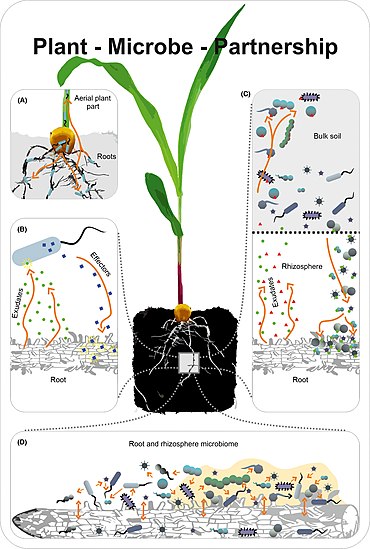 370px-Plant%E2%80%93microbe partnership