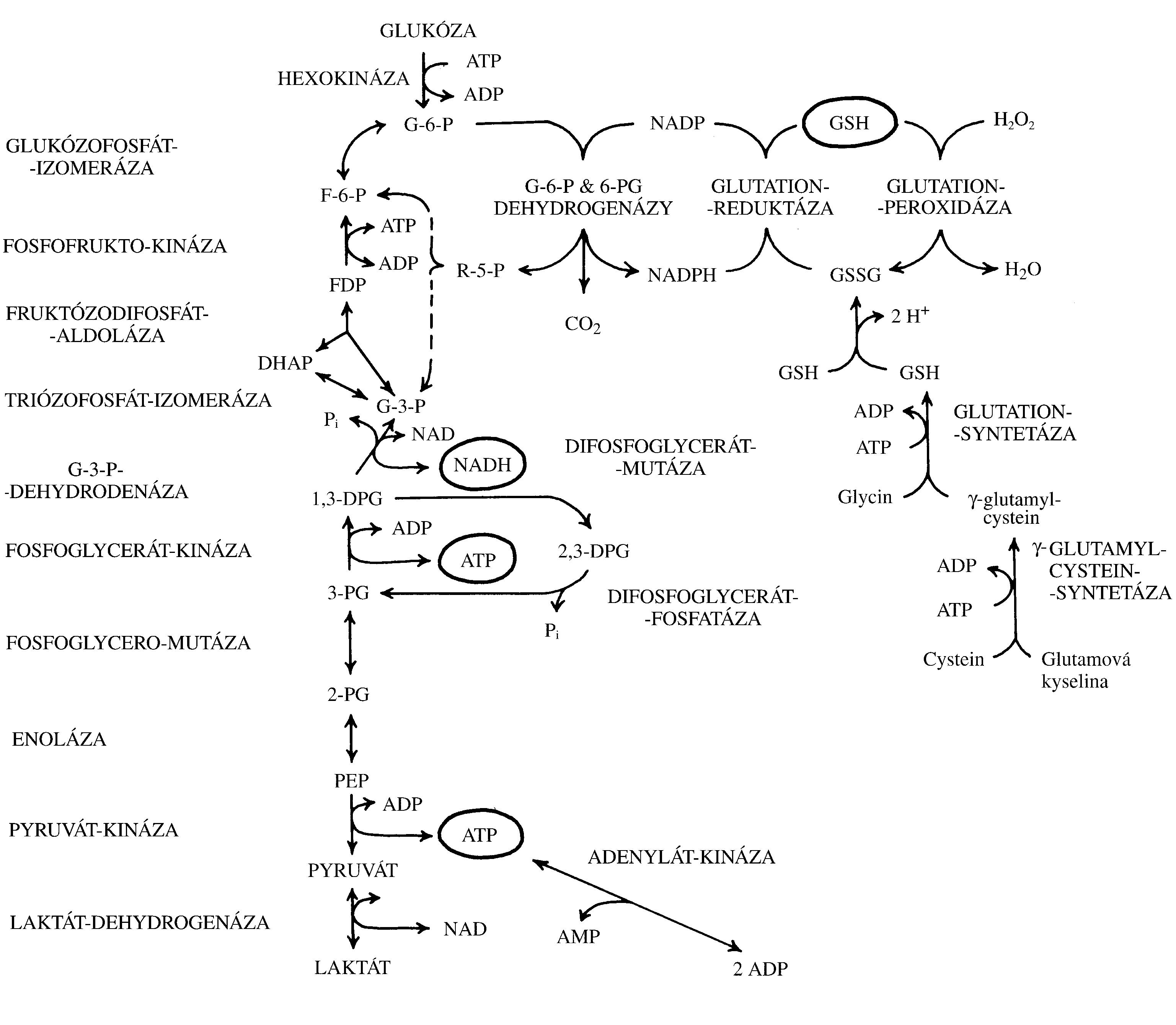 2021 Patologicka fyzio 1 Page 066 Image 0001