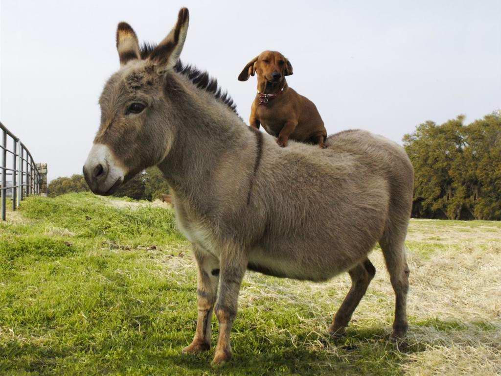 Donkey-and-dog